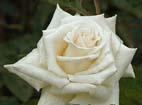 unknow artist Realistic White Rose